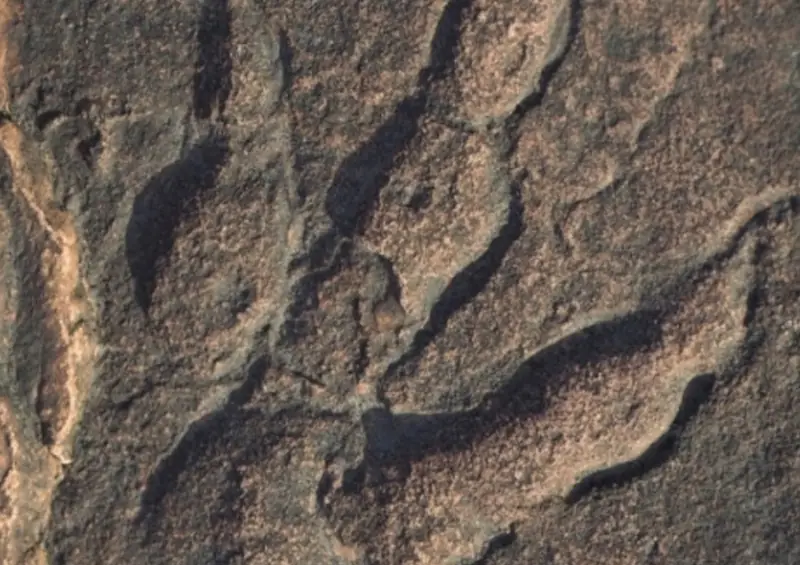 scoperta l'origine dei draghi medievali