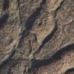 scoperta l'origine dei draghi medievali