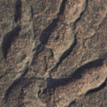 impronta di dinosauro in rocce triassiche- Galles